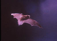 Common pipistrelle in flight
